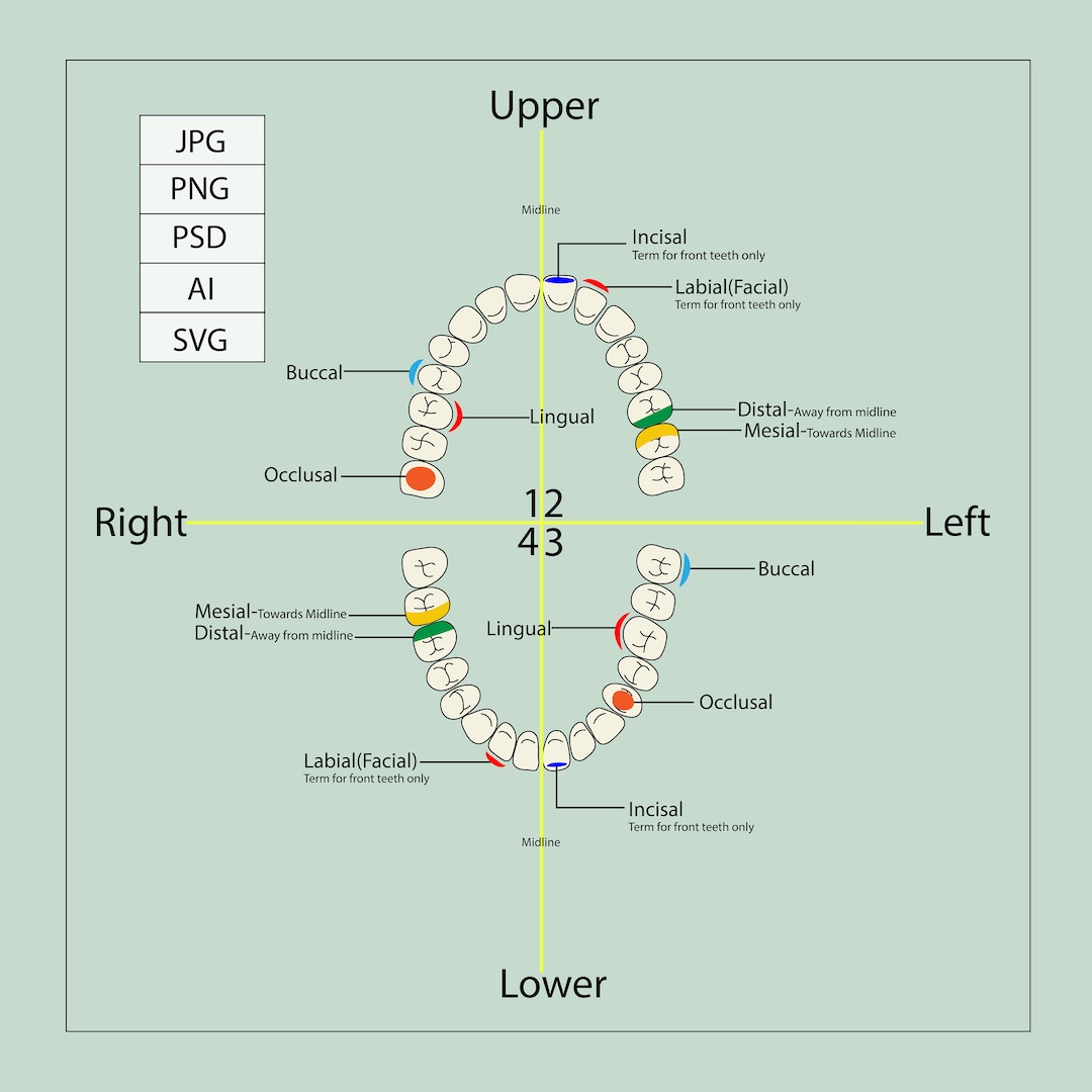 Dental Charting Guide, Teeth Parts Guide Charting, Dental Student Project Help, Upper Lower