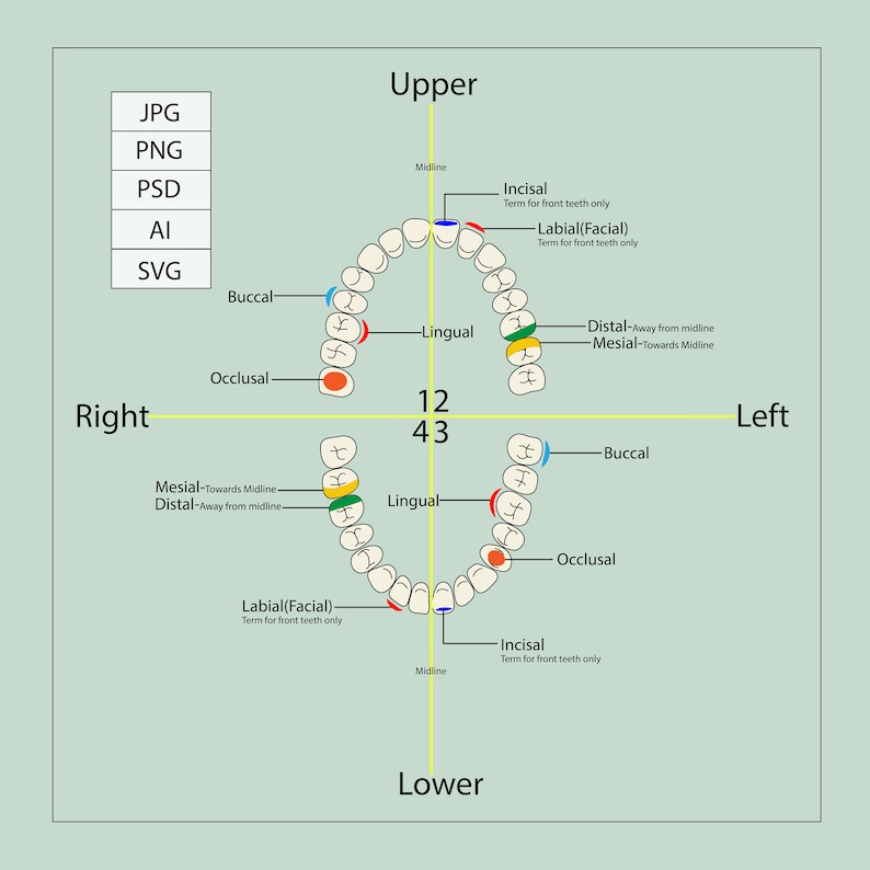 Dental Charting Guide Teeth Parts Guide Charting Dental Student