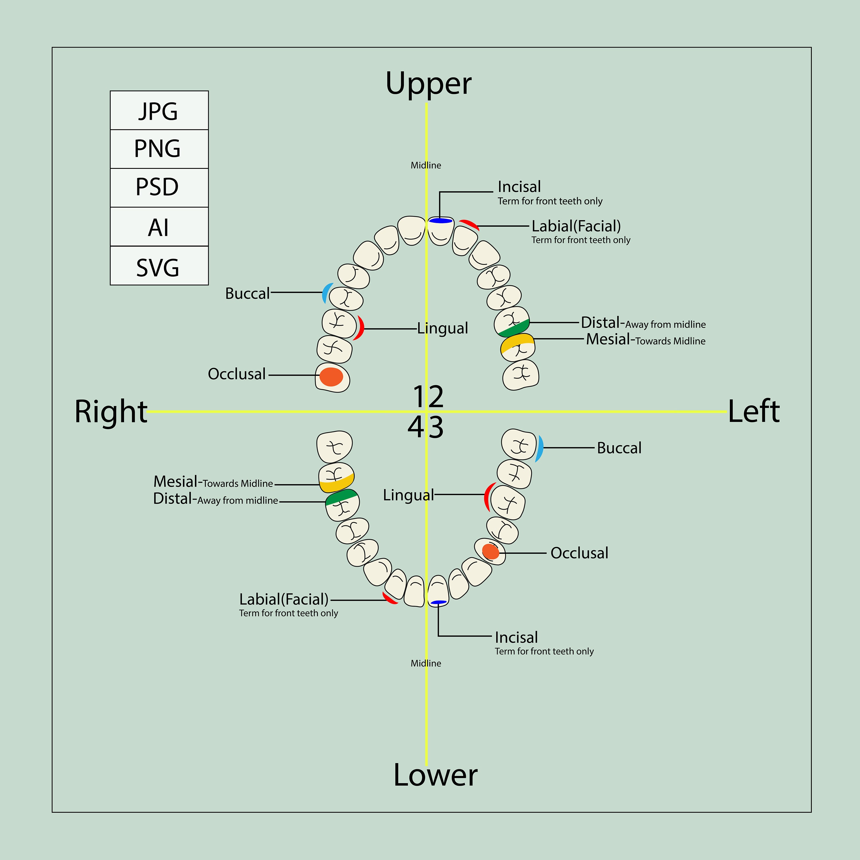 Dental Charting Guide, Teeth Parts Guide Charting, Dental Student