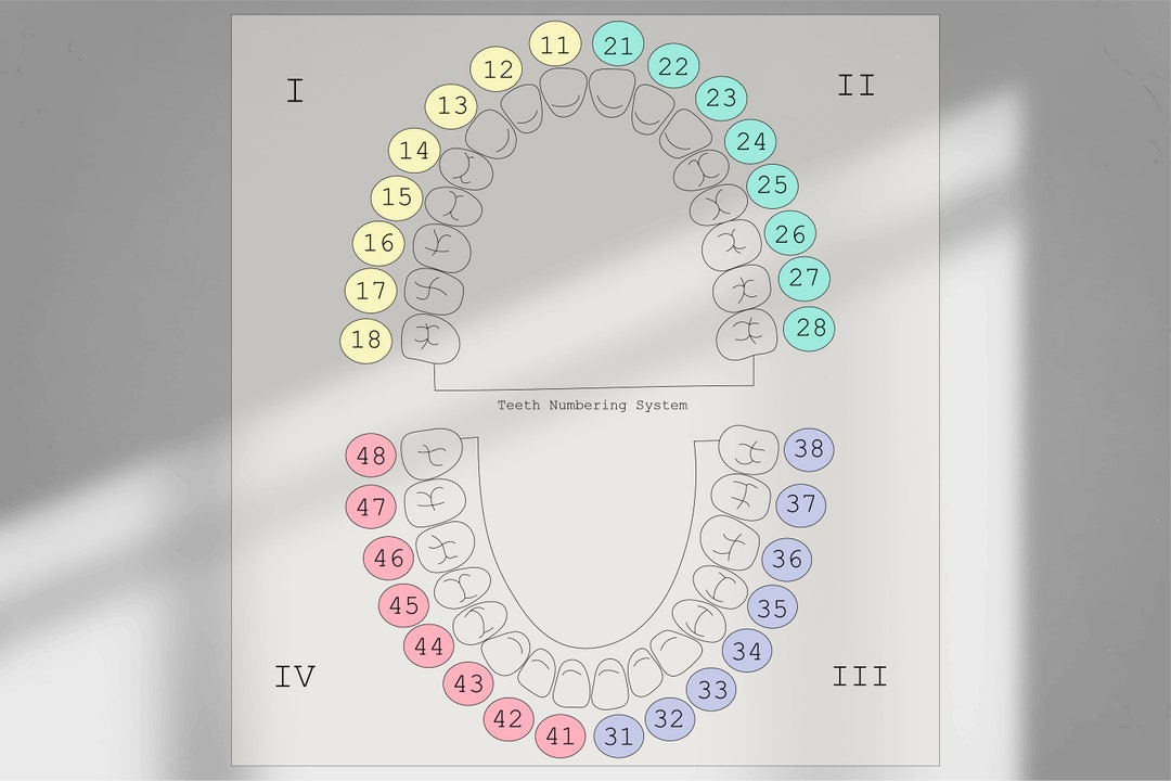 Teeth Numbering System Vector Illustration in Png, Svg, Pdf, AI, Prints, Dental, Teeth, Tooth