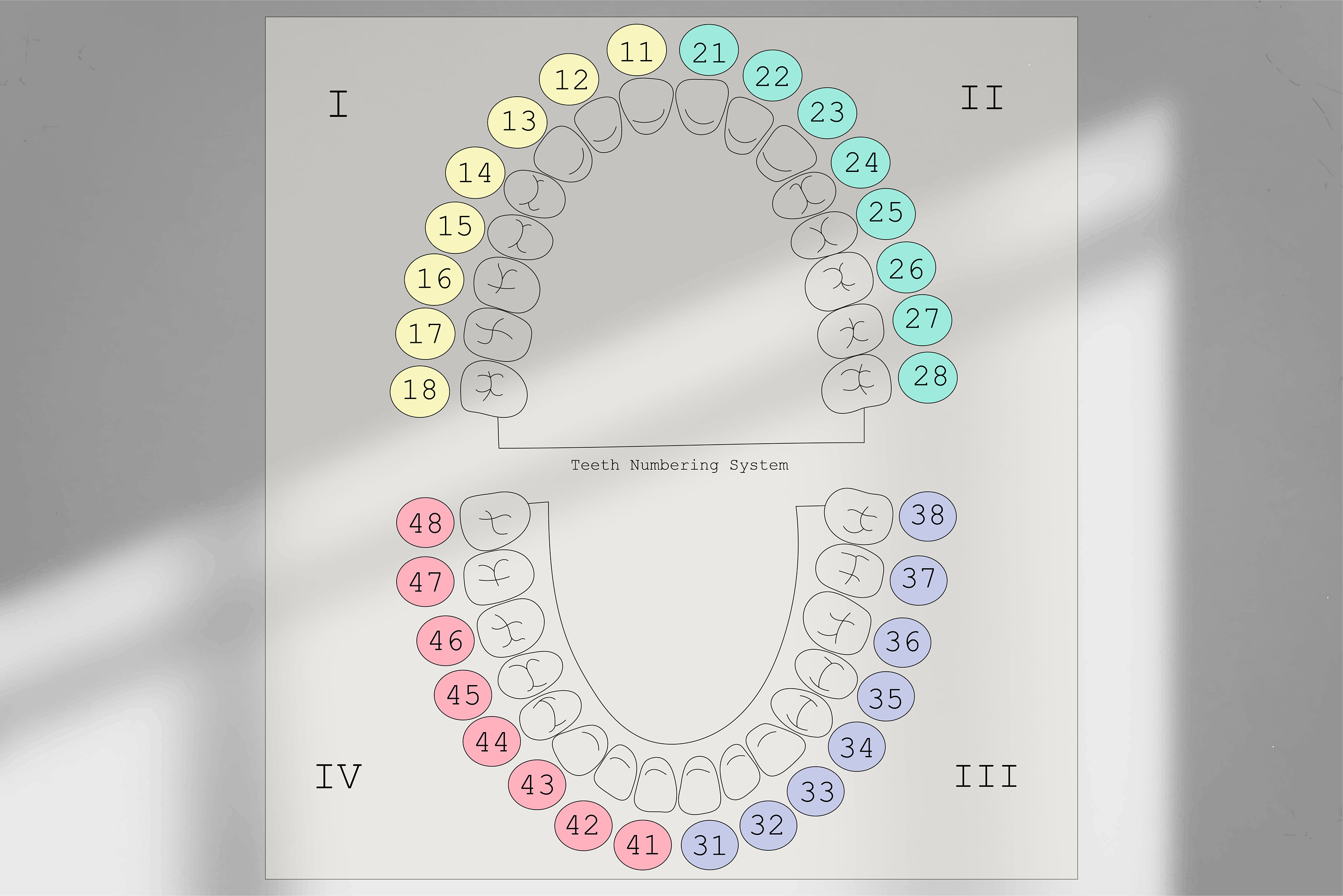 Dentist teeth numbering system at ella reibey blog