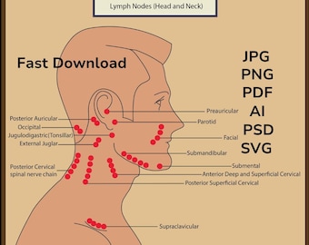 Face lymph nodes, neck lymphatic system, anatomy vector design, Dental illustration, Dental clipart, digital download, lymphatic system guid