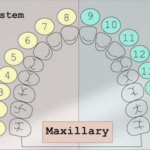 Tooth Numbering System Diagram Svg Png Jpeg Ai Pdf Dental Dentistry Jaw ...