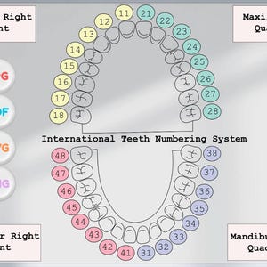 Teeth numbering system vector illustration in png, svg, pdf, AI, prints, dental, teeth, tooth, dental school, illustrator, dentistry