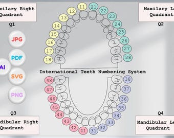 Teeth numbering system vector illustration in png, svg, pdf, AI, prints, dental, teeth, tooth, dental school, illustrator, dentistry