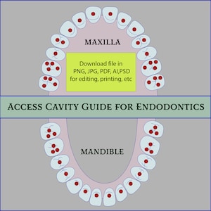 Guía de gráficos dentales, Gráficos de guía de partes de dientes, Ayuda para el estudio del estudiante de odontología, Guía de dientes inferiores superiores, Guía de aprendizaje de ilustración dental