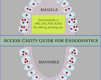 Dental charting guide, Teeth parts guide charting, dental student study help, upper lower teeth guide, dental illustration learning guide