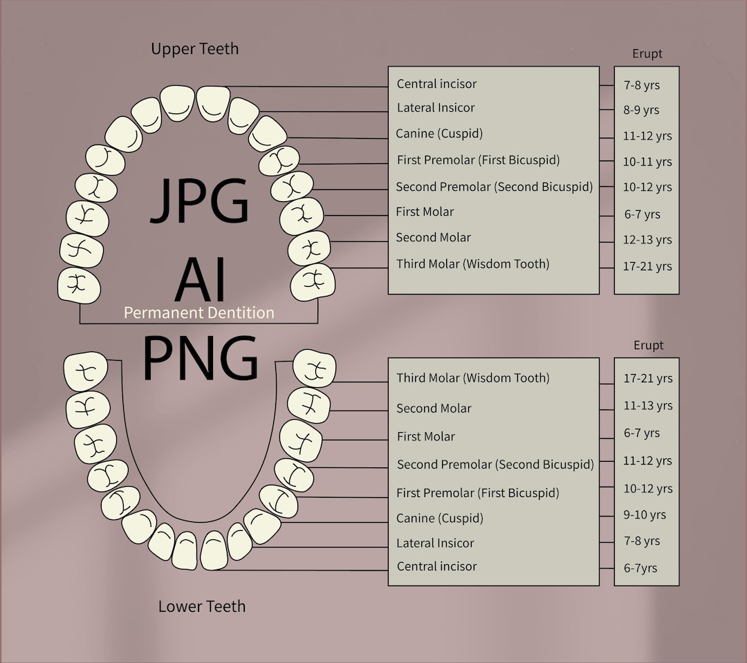 Permanent Dentition, Teeth, Tooth, Dental, Dentistry , Dentalschool ...