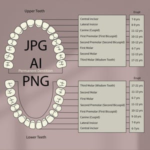 Dentición permanente, dientes, diente, dental, odontología, facultad de odontología, estudiantes de odontología, proyecto dental, ilustraciones de odontología, instrumento dental