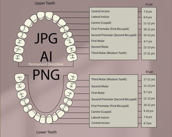 Permanent dentition, teeth, tooth, dental, dentistry , Dentalschool, Dentalstudents, Dentalproject, DentistryIllustrations, dentalinstrument