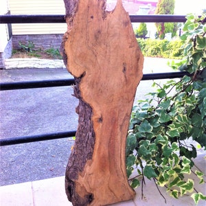 SOLD OUT !  37x14 inc. A Wonderful Olive Tree for Coffee Table Making, Wood Craft, Olive Root Wood Slab,  Live Edge Olive Wood Slice