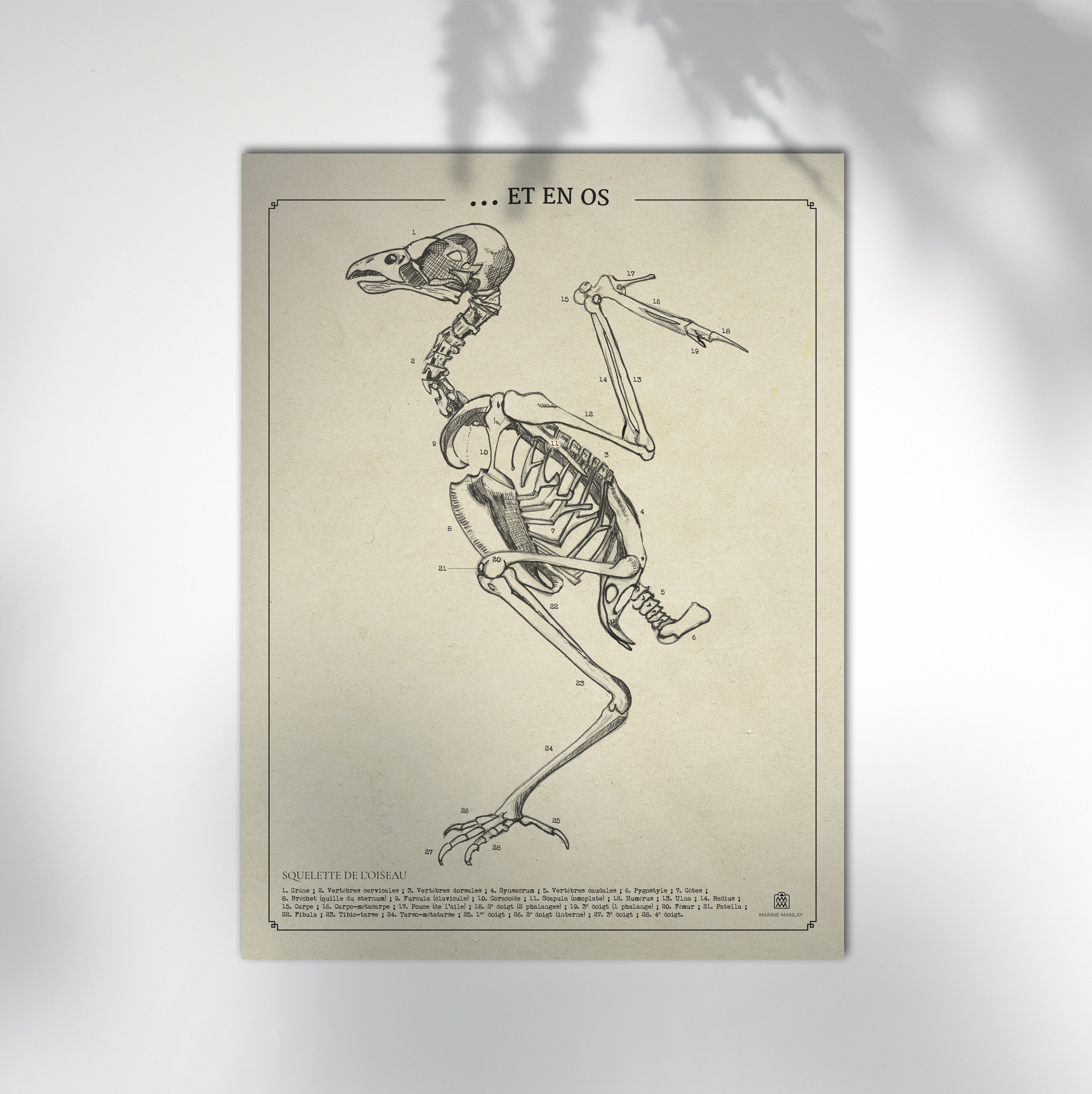 Realistische Rode Vogel Met Lange Snavel Die Op Transparant Wordt  Geïsoleerd, Rode Vogel, Exotische Vogel, Natuur Dieren In Het Wild  Afbeelding PNG Met Transparante Achtergrond Voor Gratis Download, image size:2996x3000