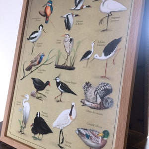 Affiche oiseaux des marais image 2
