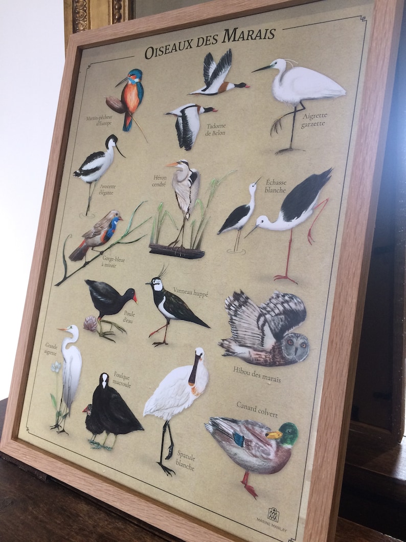 Affiche oiseaux des marais image 2