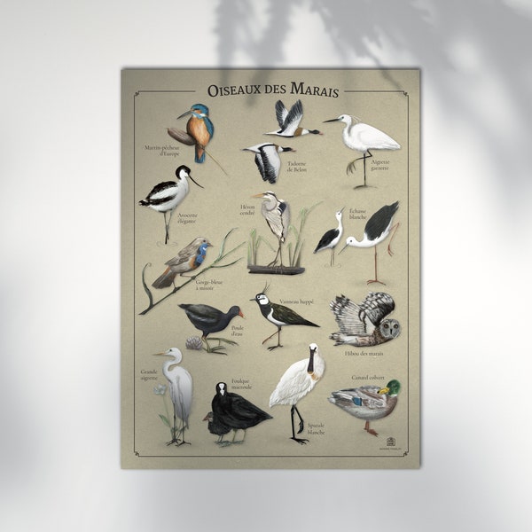 Affiche oiseaux des marais