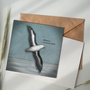Carte illustrée - Albatros à sourcils noir