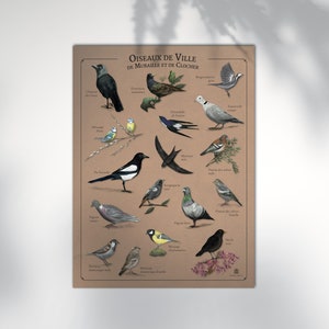 Affiche 30x40 cm - Oiseaux de ville, de muraille et de clocher