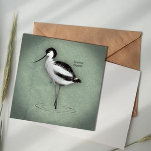 Carte illustrée - Avocette élégante