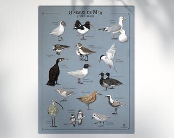 Poster 30x40 cm - Sea and shore birds