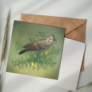 Carte illustrée - Alouette des champs