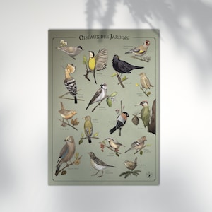 Poster 50x70 cm - Gartenvögel