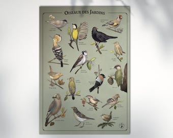 Póster 50x70 cm - Pájaros del jardín