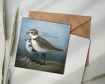 Postcard - Interrupted Collared Plover