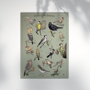 Poster 30x40 cm - Uccelli da giardino