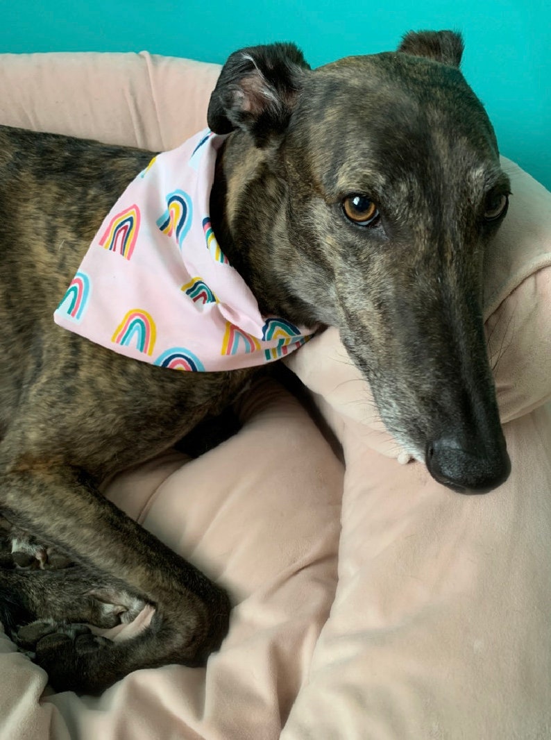 Rainbow Dog Bandana, Over the Collar Dog Bandana, Summer Dog Bandana, Gifts for Pets, Pink Dog Bandana image 2