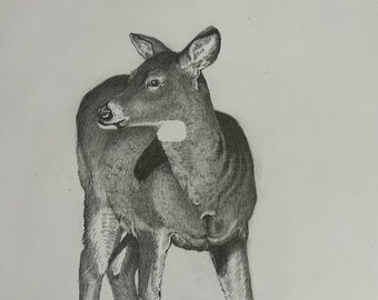 Original pencil drawing deer wildlife drawing original art