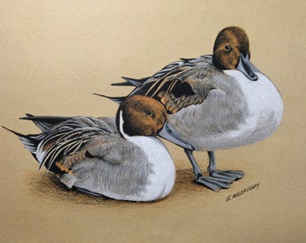 Pintails colored pencil print