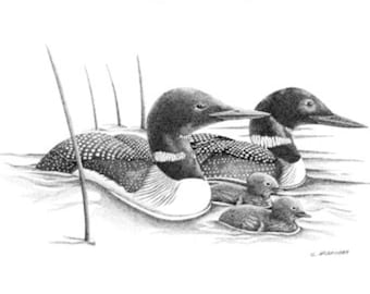 May include: A black and white pencil drawing of a family of loons swimming in a lake. The parents are in the foreground, with two chicks behind them. The loons have black and white feathers and long, pointed beaks.