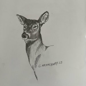 Original pencil drawing deer wildlife drawing original art