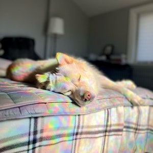 Puede incluir: Un perro blanco con luz arco&iacute;ris iridiscente brillando sobre &eacute;l est&aacute; durmiendo en una manta de cuadros gris y blanco.