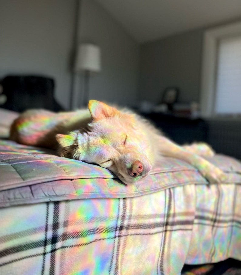 Puede incluir: Un perro blanco con luz arco&iacute;ris iridiscente brillando sobre &eacute;l est&aacute; durmiendo en una manta de cuadros gris y blanco.