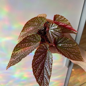 Puede incluir: Una peque&ntilde;a planta de interior con hojas verdes y rojas con motas blancas. Las hojas son grandes y tienen una forma puntiaguda.