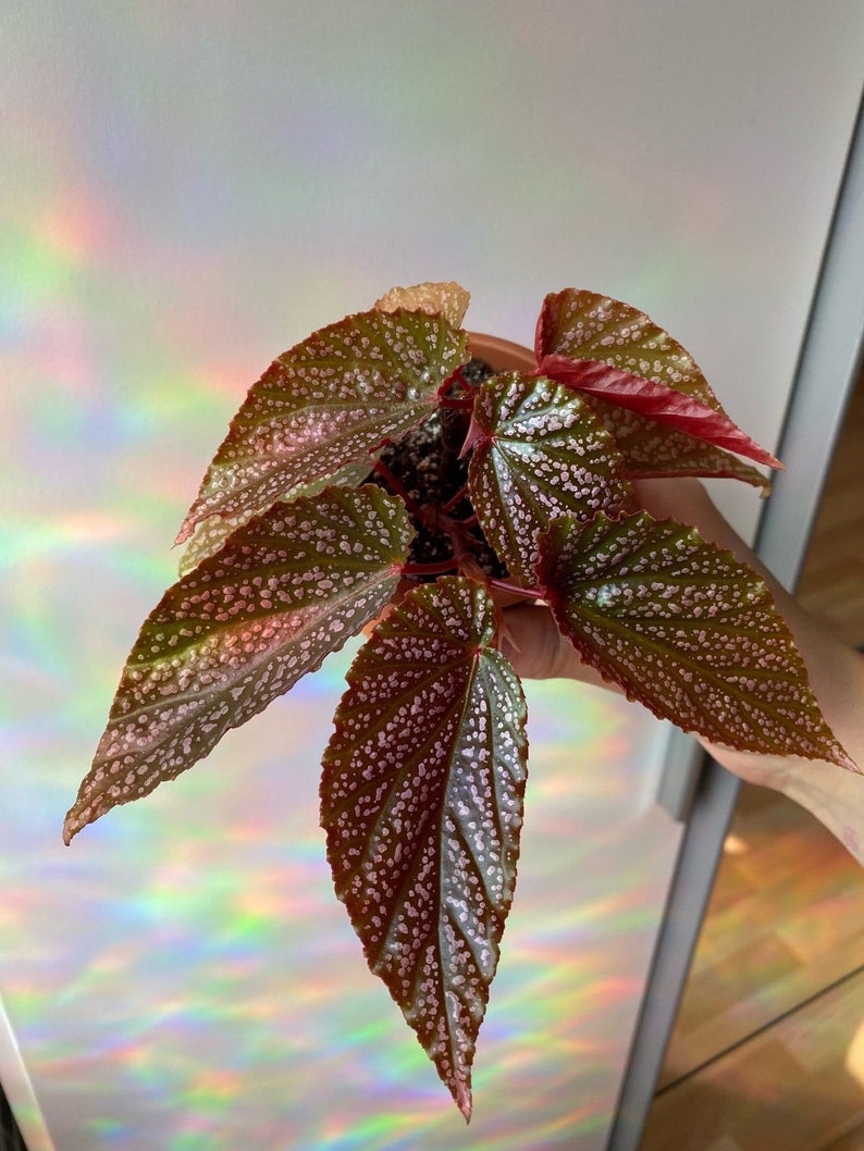 Puede incluir: Una peque&ntilde;a planta de interior con hojas verdes y rojas con motas blancas. Las hojas son grandes y tienen una forma puntiaguda.