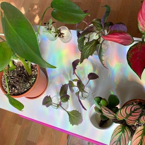Puede incluir: Una colecci&oacute;n de plantas de interior en varias macetas y contenedores. Las plantas incluyen una planta grande de hojas verdes, una planta rayada de rojo y verde, una planta de hojas moradas y una peque&ntilde;a suculenta verde. Las plantas est&aacute;n dispuestas sobre una superficie blanca con un patr&oacute;n de arco&iacute;ris hologr&aacute;fico.
