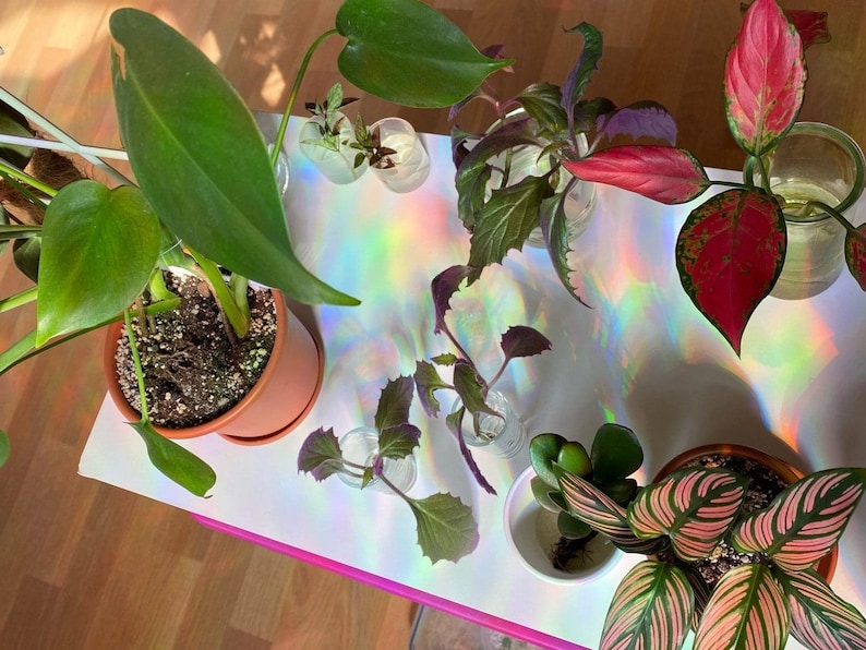 Puede incluir: Una colecci&oacute;n de plantas de interior en varias macetas y contenedores. Las plantas incluyen una planta grande de hojas verdes, una planta rayada de rojo y verde, una planta de hojas moradas y una peque&ntilde;a suculenta verde. Las plantas est&aacute;n dispuestas sobre una superficie blanca con un patr&oacute;n de arco&iacute;ris hologr&aacute;fico.
