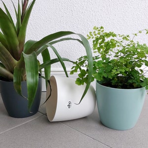 May include: Two potted plants, one with green leaves and a gray pot, the other with green leaves and a light blue pot. The plant in the gray pot is a bromeliad, and the plant in the light blue pot is a fern. The pots are sitting on a tiled floor.