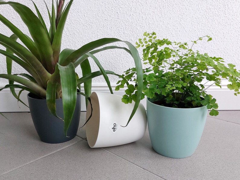 May include: Two potted plants, one with green leaves and a gray pot, the other with green leaves and a light blue pot. The plant in the gray pot is a bromeliad, and the plant in the light blue pot is a fern. The pots are sitting on a tiled floor.