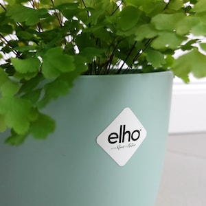 May include: A light green plastic planter with a white diamond-shaped sticker that says "elho give Room to Nature". A green fern plant is growing in the planter.