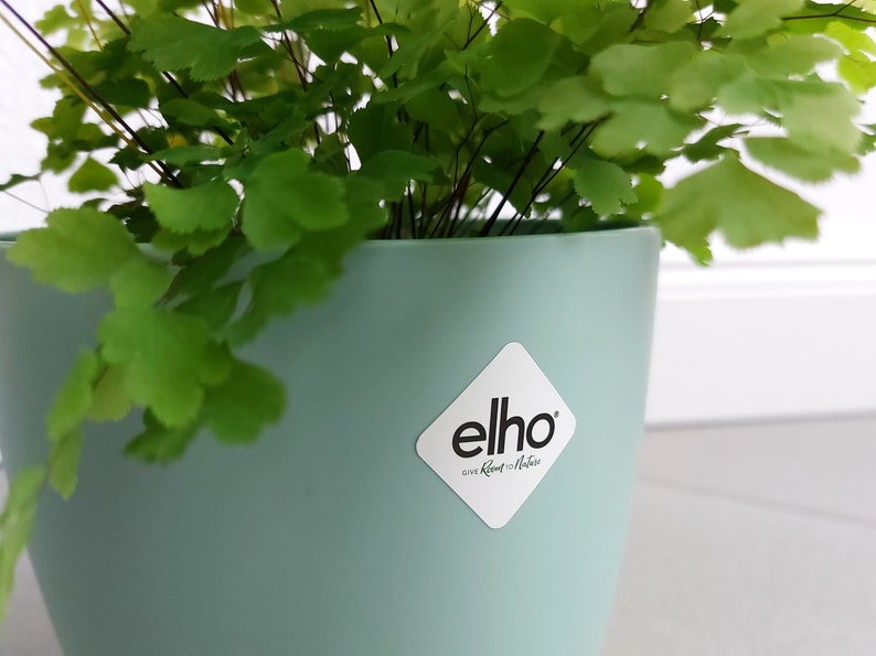 May include: A light green plastic planter with a white diamond-shaped sticker that says "elho give Room to Nature". A green fern plant is growing in the planter.