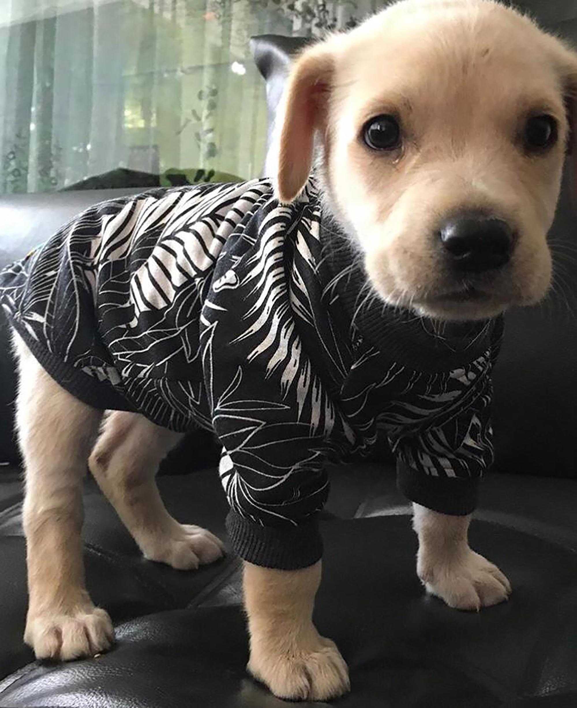 Pull Pour Chien Tropical - 100% Coton