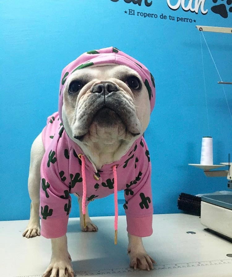 Pull à Capuche Pour Chien Cactus