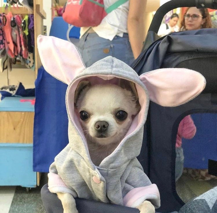 Veste à Capuche Pour Chien Lapin de Pâques