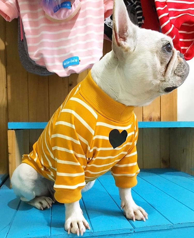 Pull Pour Chien Rayures Jaunes - 100% Coton