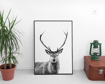 Deer print, wildlife wall print, black and white wall art, animal photography, animal deer wall art