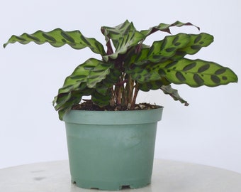 Calathea Rattlesnake | 6" Houseplant | Calathea lancifolia | Heat Pack Included