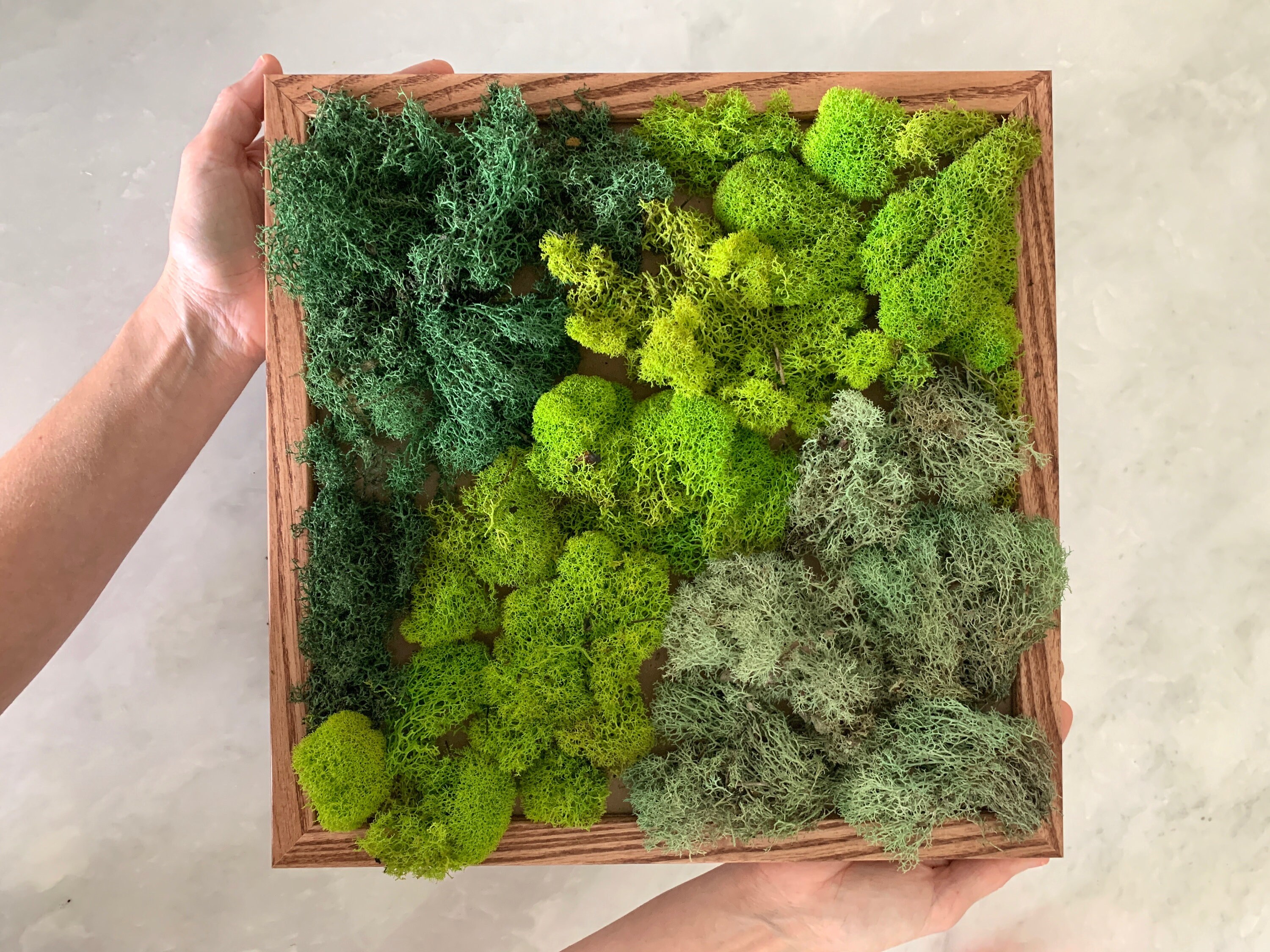 DIY Moss Wall Kit Make Your Own Moss Art Preserved Moss Etsy